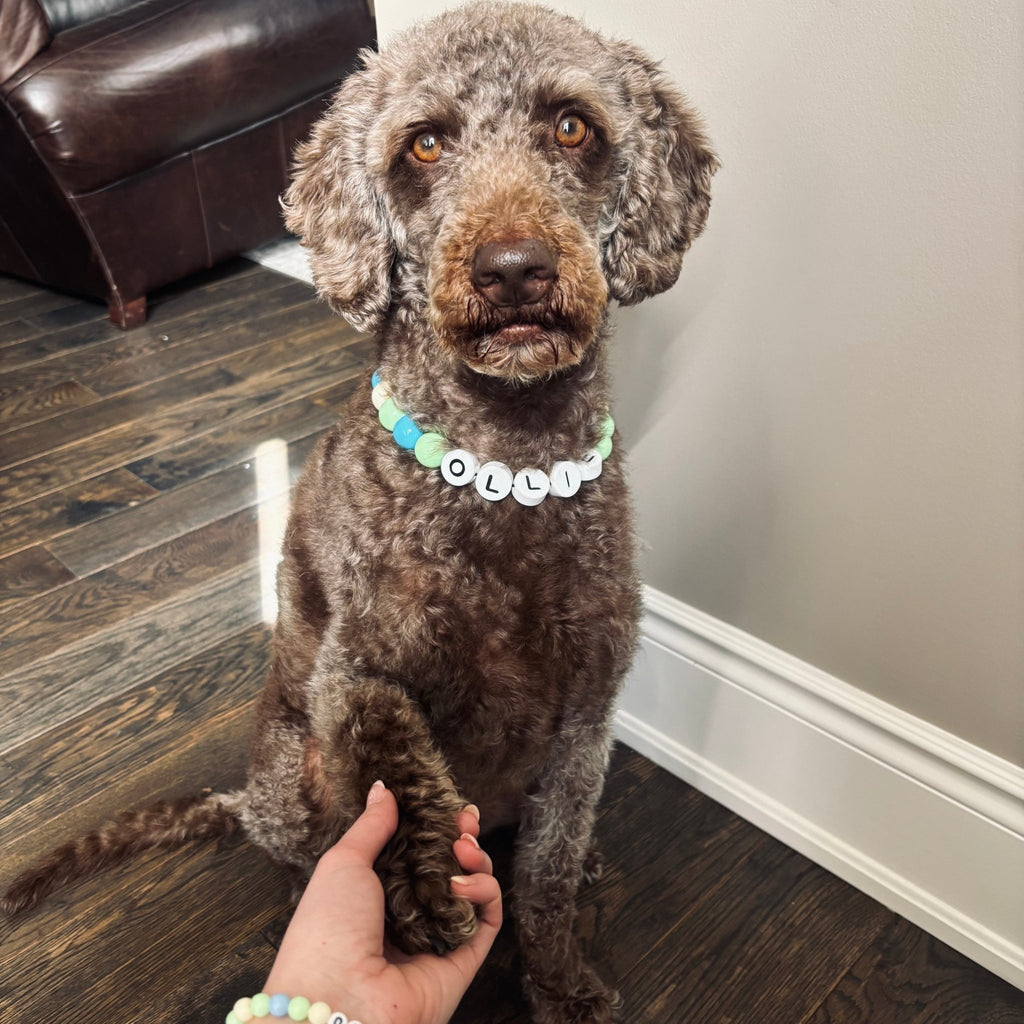BFF Dog Collar + Free Matching Bracelet - ShopLorca
